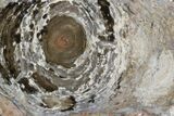 Polished, Cambrian Stromatolite (Conophyton) - Australia #92877-1